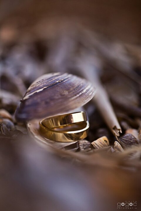 WAAACH5BAEAAAAALAAAAAABAAEAAAICRAEAOw==