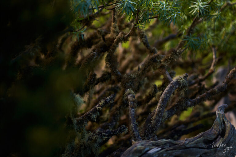 WAAACH5BAEAAAAALAAAAAABAAEAAAICRAEAOw==