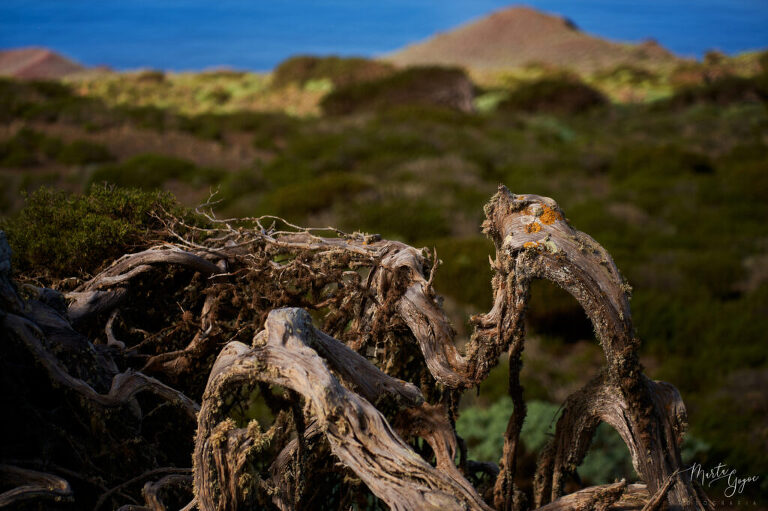 WAAACH5BAEAAAAALAAAAAABAAEAAAICRAEAOw==