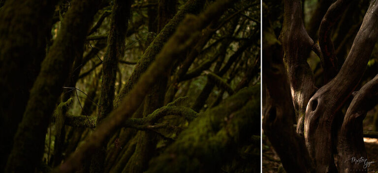 WAAACH5BAEAAAAALAAAAAABAAEAAAICRAEAOw==