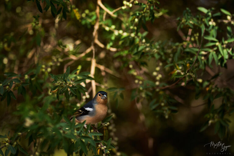 WAAACH5BAEAAAAALAAAAAABAAEAAAICRAEAOw==