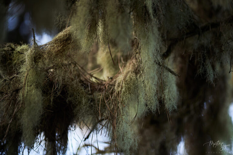 WAAACH5BAEAAAAALAAAAAABAAEAAAICRAEAOw==