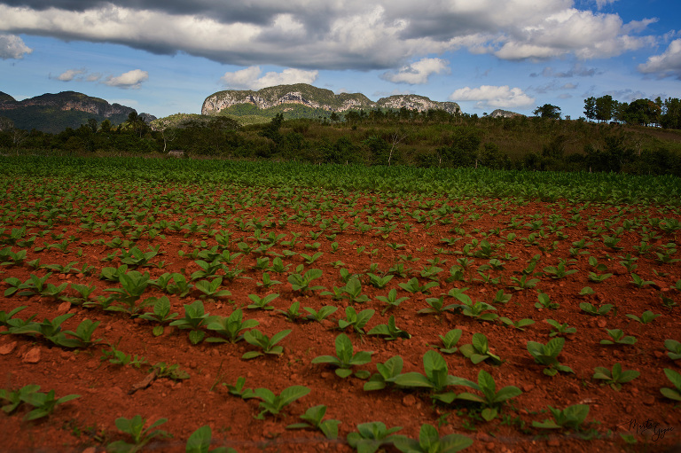 002 Kuba Wycieczka Vinales(pp W768 H511)