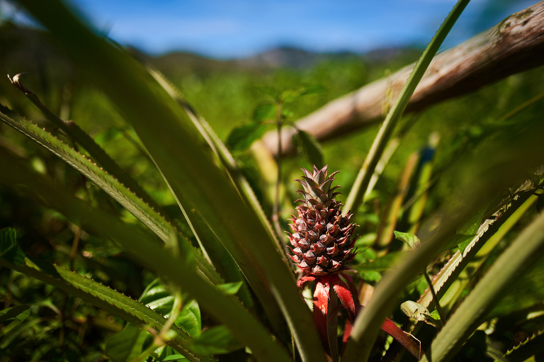 WAAACH5BAEAAAAALAAAAAABAAEAAAICRAEAOw==