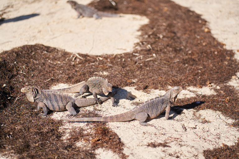 WAAACH5BAEAAAAALAAAAAABAAEAAAICRAEAOw==