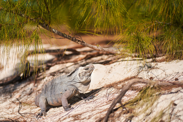 WAAACH5BAEAAAAALAAAAAABAAEAAAICRAEAOw==