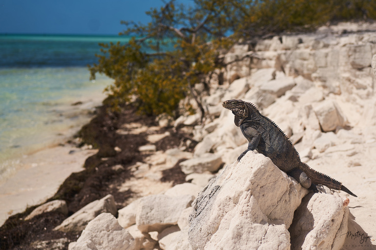 WAAACH5BAEAAAAALAAAAAABAAEAAAICRAEAOw==