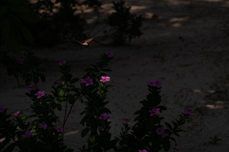 WAAACH5BAEAAAAALAAAAAABAAEAAAICRAEAOw==